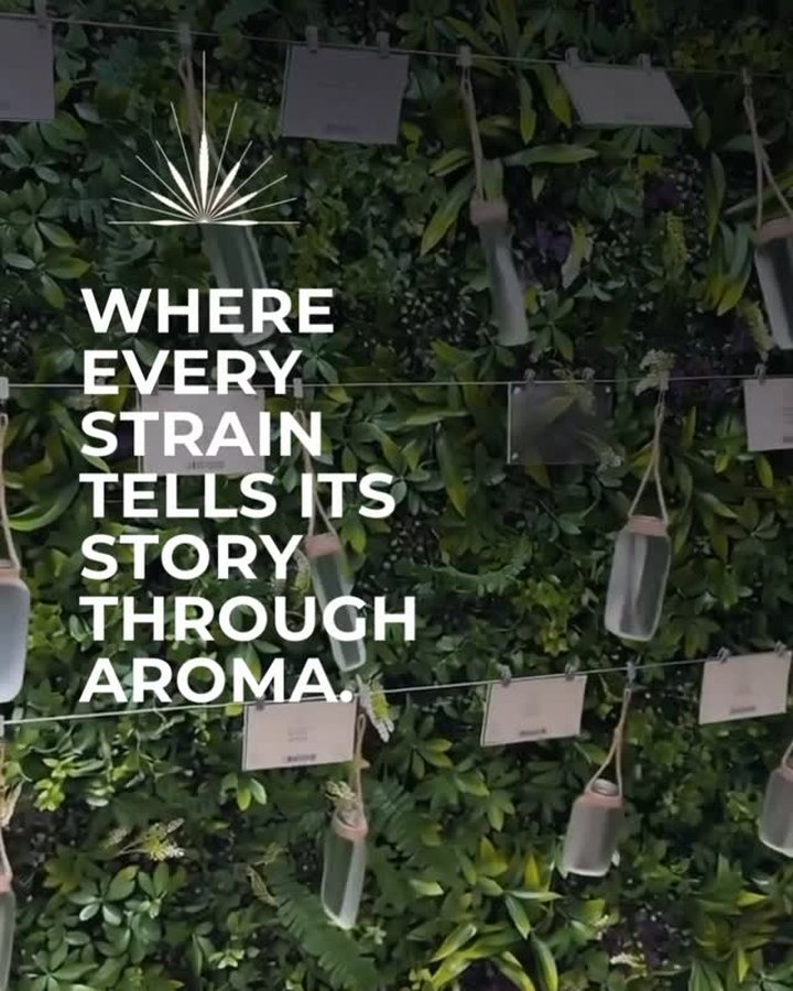 Georgetown Dispensary on Instagram — where every strain tells its story through aroma